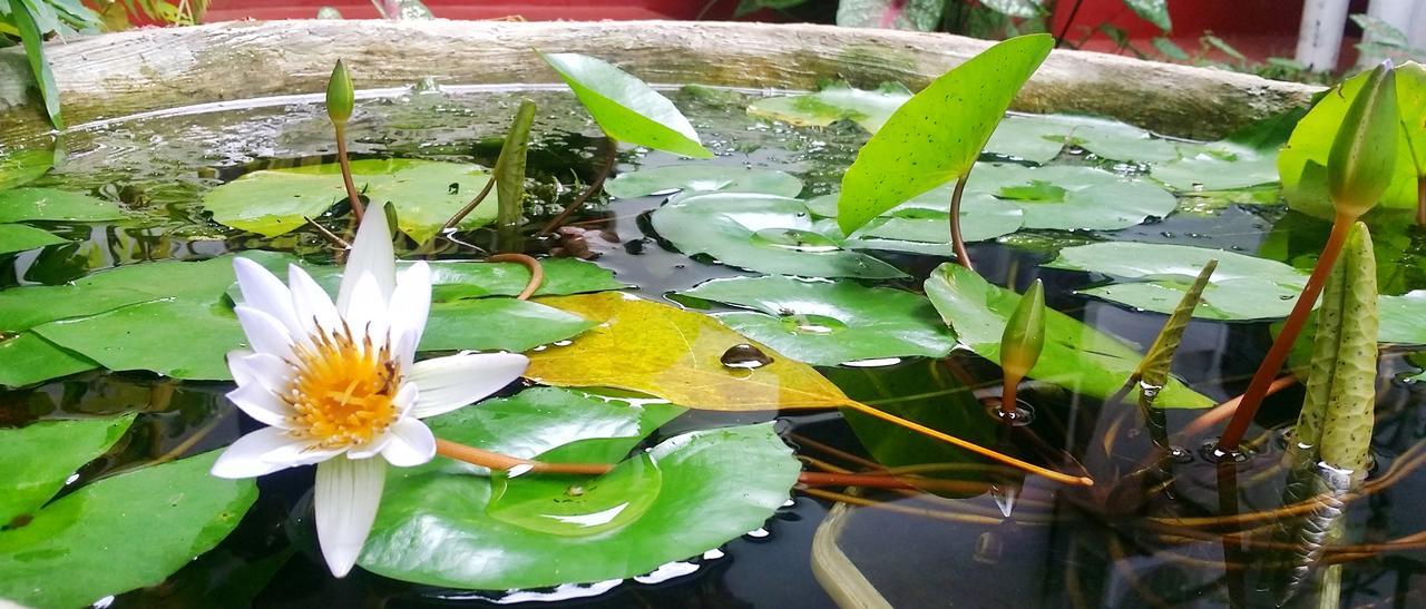Saubagya Inn Anuradhapura Buitenkant foto